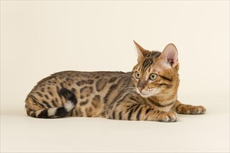 Bengal cat