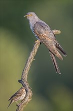 Cuckoo (Cuculus canorus) sharing perch with a Meadow Pipit (Anthus pratensis)