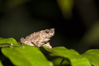Crested Toad (Ingerophrynus divergens)