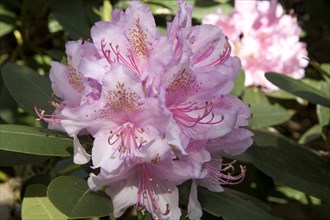 Pink blooming Rhododendron (Rhododendron sp.)