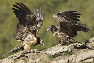 Two young Lammergeiers or Bearded Vultures (Gypaetus barbatus)