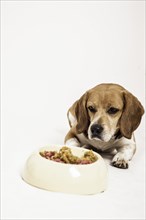 Beagle lying in front of a bowl of raw meat and vegetables