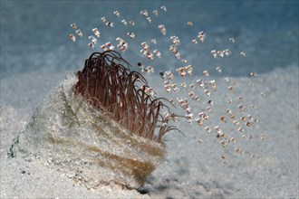 Shoal of tiny floating shrimp (Idiomysis tsurnamali) on Tube-dwelling anemone (Ceriantharia)