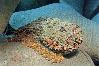 Reef stonefish (Synanceia verrucosa) on amphora