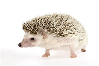 Four-toed Hedgehog or African Pygmy Hedgehog (Atelerix albiventris)