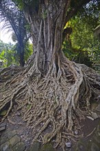 Aerial roots of a Ficus tree in the Tirta Empul Water Temple
