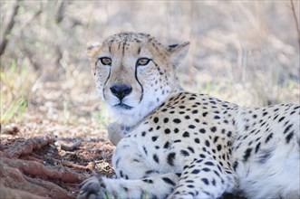 Cheetah (Acinonyx jubatus) with a radio-telemetry transmitter collar resting in the shadow