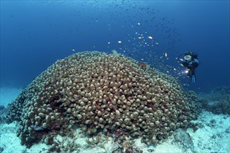Divers looking at large Dome Coral (Porites nodifera)