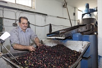 Man sorting leaves from olives
