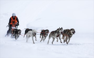 Sledge dog team on snow