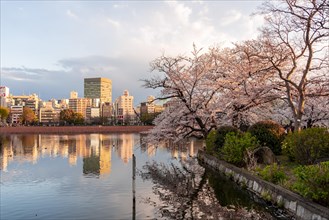 Japanese cherry blossom at Shinobazu Pond