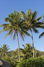 Palm trees against a tropical landscape