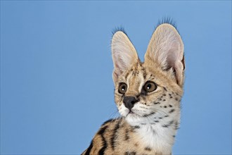 Serval (Leptailurus serval)