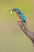 Kingfisher (Alcedo atthis) with a caught fish