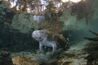 West Indian Manatee (Trichechus manatus) at cleaning station