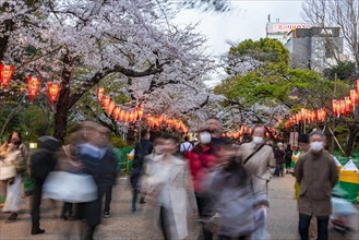 Crowd under glowing lanterns in blossoming cherry trees at Hanami Festival in Spring