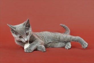 Russian Blue kitten