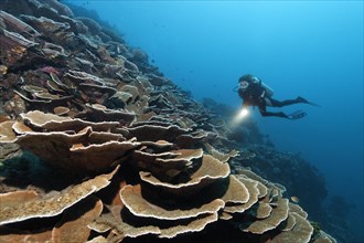 Diver with lamp floating above steep drop with Pore Corals growing in the shape of terraces (Montipora tuberculosa)
