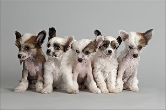Five Chinese Crested Dogs