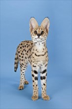 Serval (Leptailurus serval)