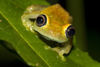 Green bright-eyed frog (Boophis viridis) in the rainforest of Andasibe
