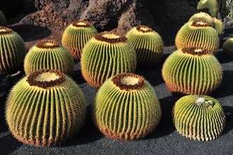 Giant Barrel Cactuses (Echinocactus platyacanthus) in the Jardin de Cactus
