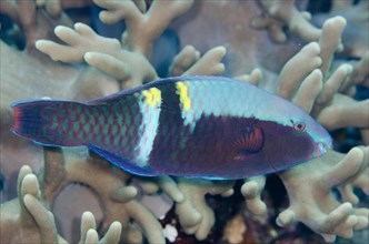 Yellowbar Parrotfish (Scarus schlegeli)