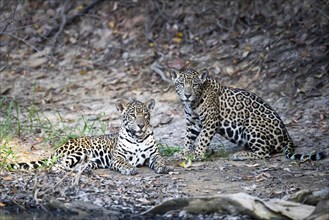 Jaguars (Panthera onca palustris)