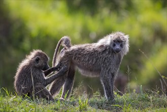 Two olive baboons (Papio anubis) mutual grooming