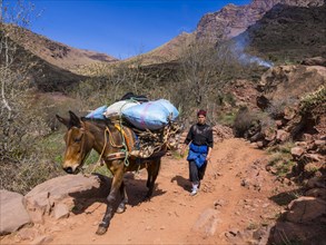 Woman with a burro or pack mule carrying a heavy load on a path in the Atlas Mountains