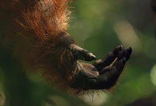 Hand of a Bornean Orangutan (Pongo pygmaeus)