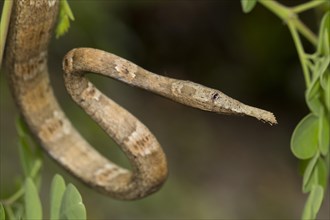 Madagascar or Malagasy leaf-nosed snake (Langaha madagascariensis) in the rainforest
