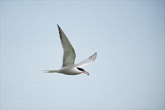 Common Tern (Sterna hirundo) in flight