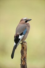 Jay (Garrulus glandarius)