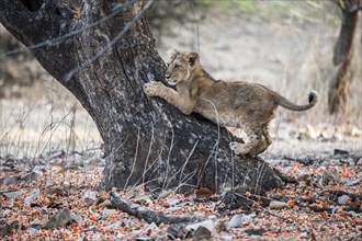 Asiatic lion (Panthera leo persica) cub scratching a tree