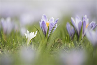 Flowering Crocuses (Crocus vernus)