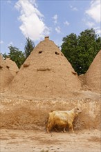 Goat in front of beehive-shaped mud-brick trulli houses