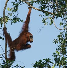 Bornean Orangutan (Pongo pygmaeus)
