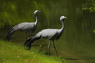 Blue Cranes (Anthropoides paradisea) at waters edge