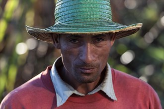 Worker on a sugar cane field