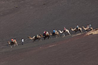 Camelback riding for tourists