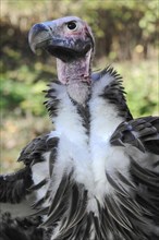 Lappet-faced Vulture (Aegypius tracheliotus syn Torgos tracheliotus)