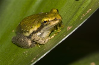 Dumeril's Bright-eyed Frog (Boophis tephraeomystax)