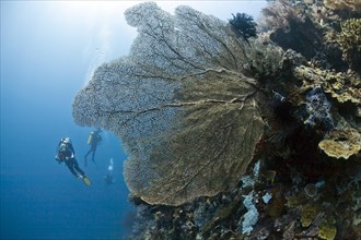 Divers with giant Hickson's fan corals (Subergorgia hicksoni-mollis)