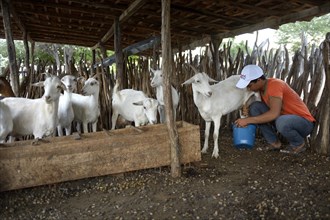 Young man milking a goat (Capra hircus aegagrus)