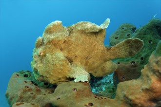 Giant frogfish (Antennarius commersonii) on a sponge in the coral reef