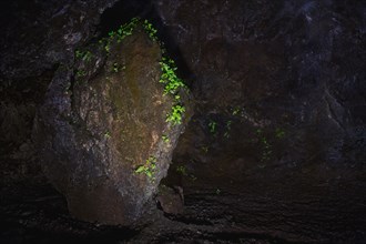 Maidenhair fern (Adiantum) grows underground on rocks