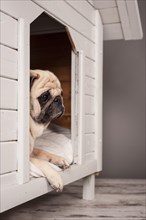 Beige pug lying in a kennel