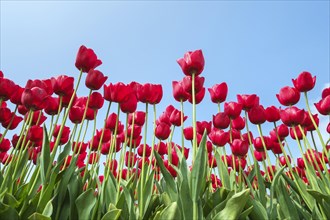 Red Tulips (Tulipa) against blue sky