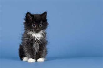 Norwegian Forest kitten